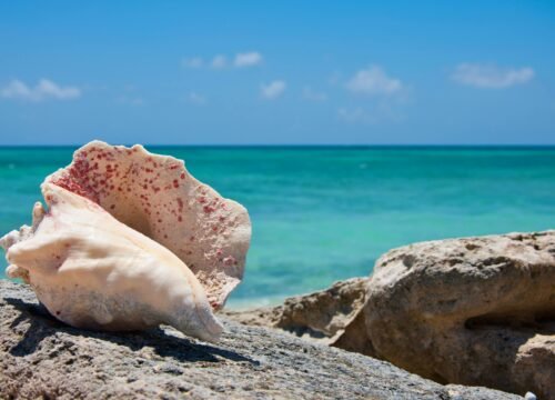 VIP transportation Providenciales